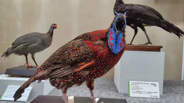 特別展「鳥 ～ゲノム解析が解き明かす新しい鳥類の系統～」に投稿された画像（2026/4/12）