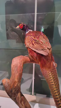 特別展「鳥 ～ゲノム解析が解き明かす新しい鳥類の系統～」に投稿された画像（2026/4/12）
