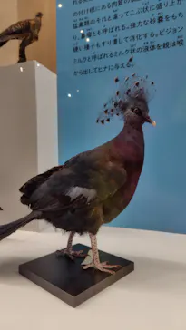 特別展「鳥 ～ゲノム解析が解き明かす新しい鳥類の系統～」に投稿された画像（2026/4/12）