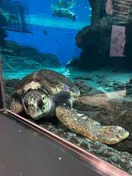 名古屋港水族館に投稿された画像（2026/4/12）