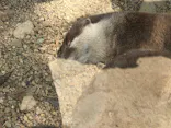 しろとり動物園に投稿された画像（2026/4/12）