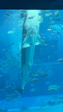 沖縄美ら海水族館に投稿された画像（2026/4/12）