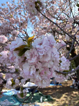 新宿御苑に投稿された画像（2026/4/12）