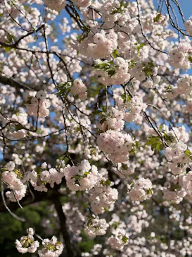 新宿御苑に投稿された画像（2026/4/12）