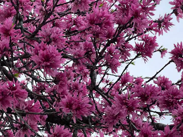 万博記念公園に投稿された画像（2026/4/12）