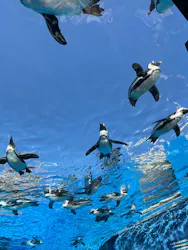 サンシャイン水族館に投稿された画像（2026/4/12）
