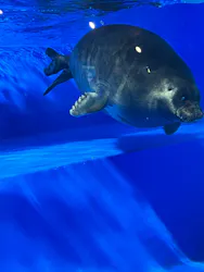 サンシャイン水族館に投稿された画像（2026/4/12）