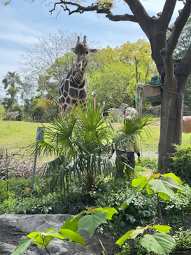 天王寺動物園に投稿された画像（2026/4/12）