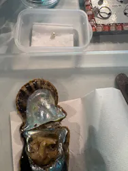 しながわ水族館に投稿された画像（2026/4/12）