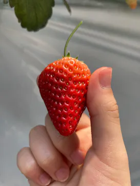 お陽様農園に投稿された画像（2026/4/12）