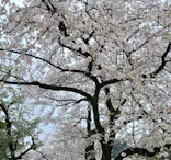 新宿御苑に投稿された画像（2026/4/12）