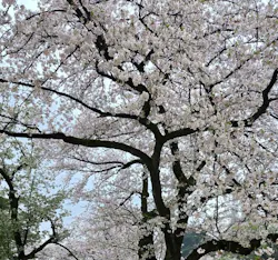 新宿御苑に投稿された画像（2026/4/12）