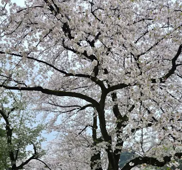新宿御苑に投稿された画像（2026/4/12）