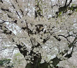 新宿御苑に投稿された画像（2026/4/12）