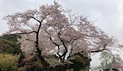 新宿御苑に投稿された画像（2026/4/12）