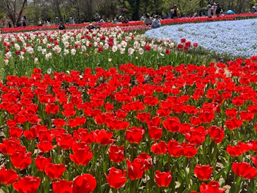 万博記念公園に投稿された画像（2026/4/12）