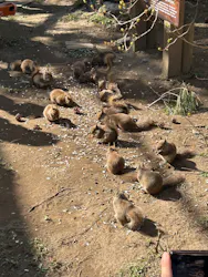 那須どうぶつ王国に投稿された画像（2026/4/12）