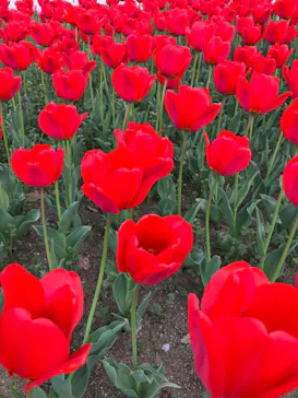 万博記念公園に投稿された画像（2026/4/12）