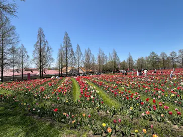 滋賀農業公園ブルーメの丘に投稿された画像（2026/4/12）