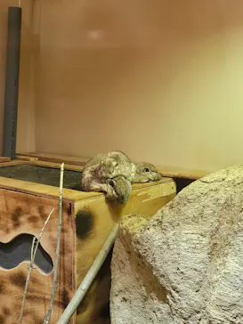 こども動物自然公園（埼玉県公園緑地協会）に投稿された画像（2026/4/12）