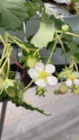 MIGAKI FARMに投稿された画像（2026/4/12）