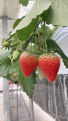 MIGAKI FARMに投稿された画像（2026/4/12）