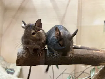 こども動物自然公園（埼玉県公園緑地協会）に投稿された画像（2026/4/12）