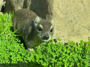 こども動物自然公園（埼玉県公園緑地協会）に投稿された画像（2026/4/12）