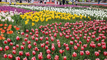 万博記念公園に投稿された画像（2026/4/12）