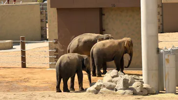 天王寺動物園に投稿された画像（2026/4/12）