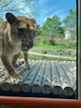 多摩動物公園 ライオンバス乗車券に投稿された画像（2026/4/12）