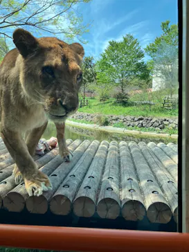 多摩動物公園 ライオンバス乗車券に投稿された画像（2026/4/12）