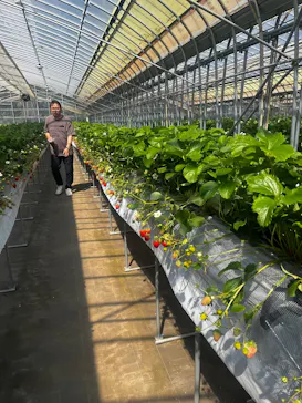 Strawberry Farm シャインベリーに投稿された画像（2026/4/12）