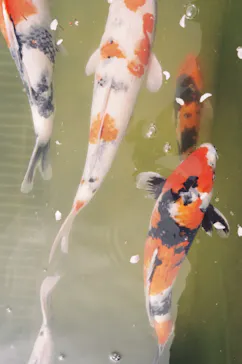 勝尾寺に投稿された画像（2026/4/12）