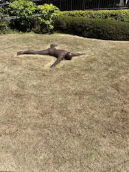 彫刻の森美術館に投稿された画像（2026/4/12）