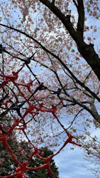 彫刻の森美術館に投稿された画像（2026/4/12）