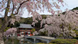 勝尾寺に投稿された画像（2026/4/12）