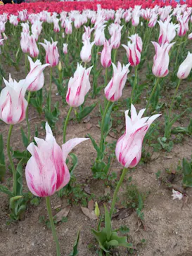 万博記念公園に投稿された画像（2026/4/12）