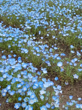 万博記念公園に投稿された画像（2026/4/12）