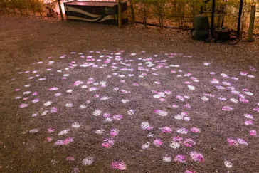 二条城2026 SAKURA NIGHTSに投稿された画像（2026/4/12）