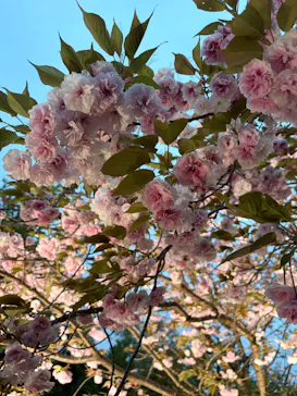 名古屋市東山動植物園に投稿された画像（2026/4/12）