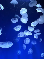 サンシャイン水族館に投稿された画像（2026/4/12）