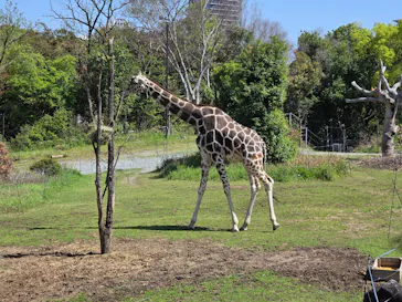 天王寺動物園に投稿された画像（2026/4/12）