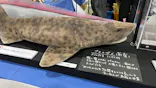 地球のお宝大集合！博物マニアに投稿された画像（2026/4/13）