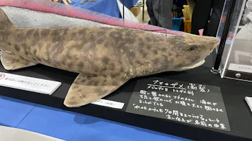 地球のお宝大集合！博物マニアに投稿された画像（2026/4/12）