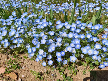 万博記念公園に投稿された画像（2026/4/13）