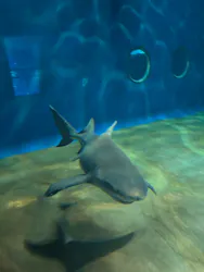 アクアワールド茨城県大洗水族館に投稿された画像（2026/4/13）