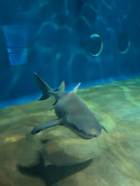 アクアワールド茨城県大洗水族館に投稿された画像（2026/4/13）