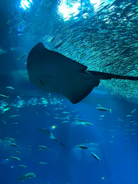 アクアワールド茨城県大洗水族館に投稿された画像（2026/4/13）