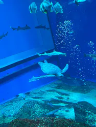 アクアワールド茨城県大洗水族館に投稿された画像（2026/4/13）